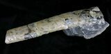 Fossil Baculites With Iridescent Shell - Reduced Price #22796-4